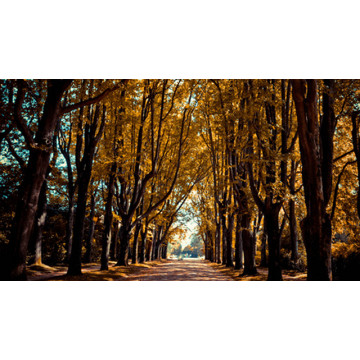 Autumn