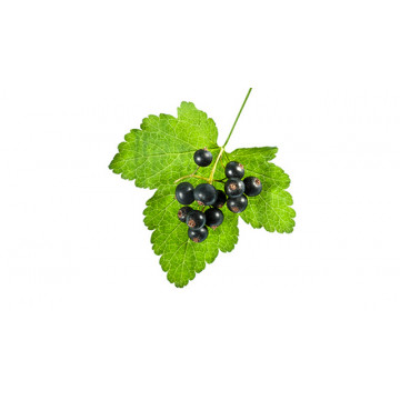 Blackcurrant