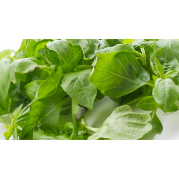 Basil