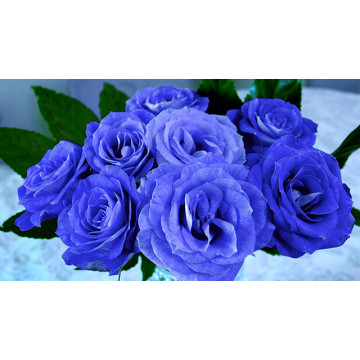 Blue Rose