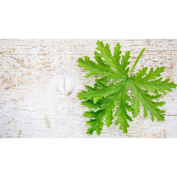 Citronella