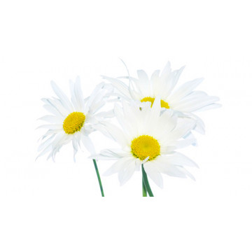 Chamomile