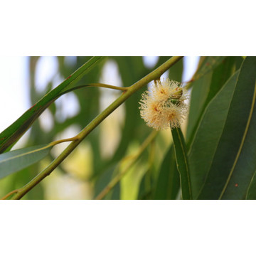 Eucalyptus