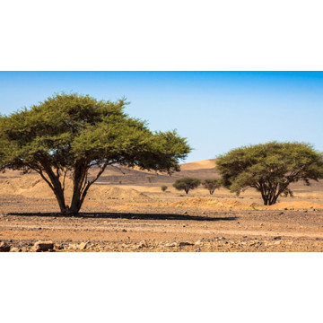 Frankincense