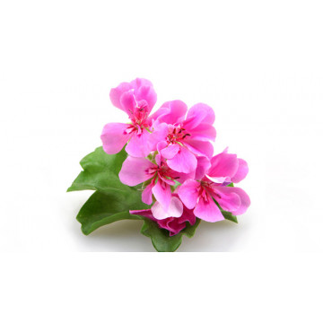 Geranium