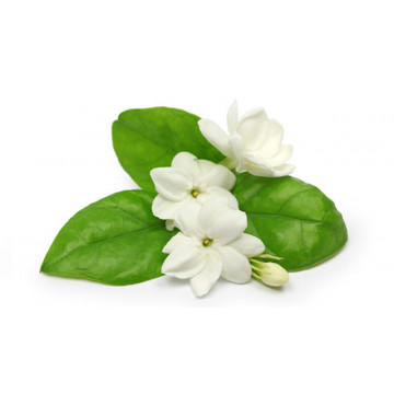 Jasmine
