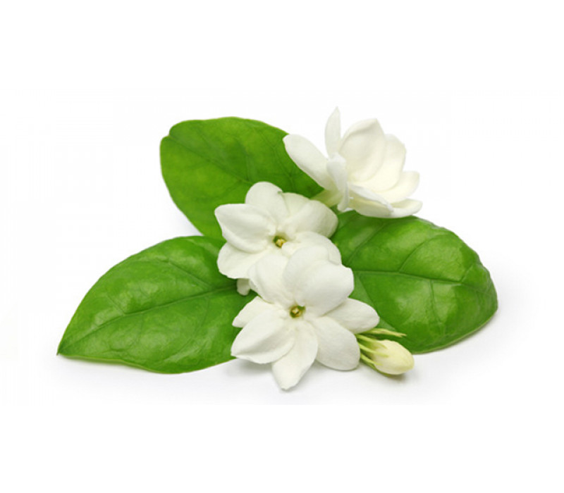 View All Fragrances