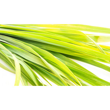 Lemongrass
