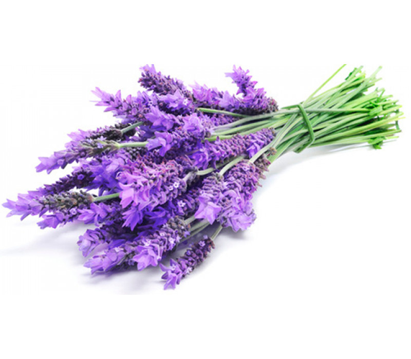 View All Fragrances