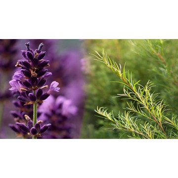 Lavender Tea Tree