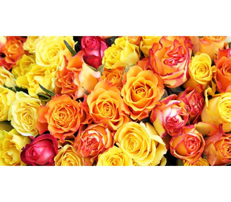View All Fragrances