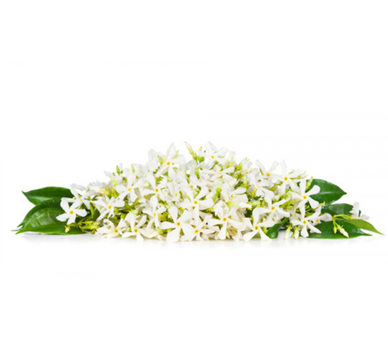View All Fragrances