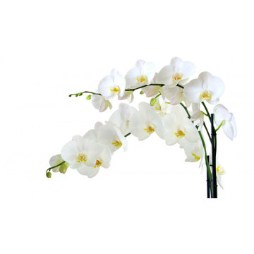 Orchid