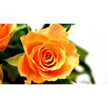 Orange Rose