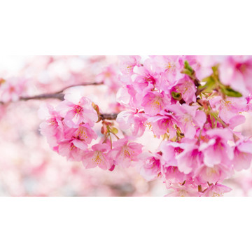 Pink Love (Sakura)