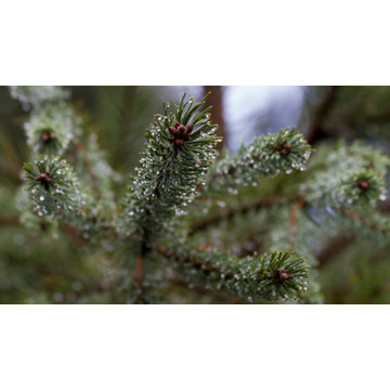 Pine