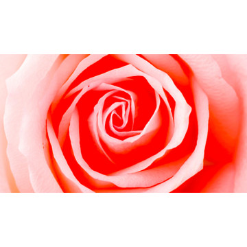 Powdery Rose