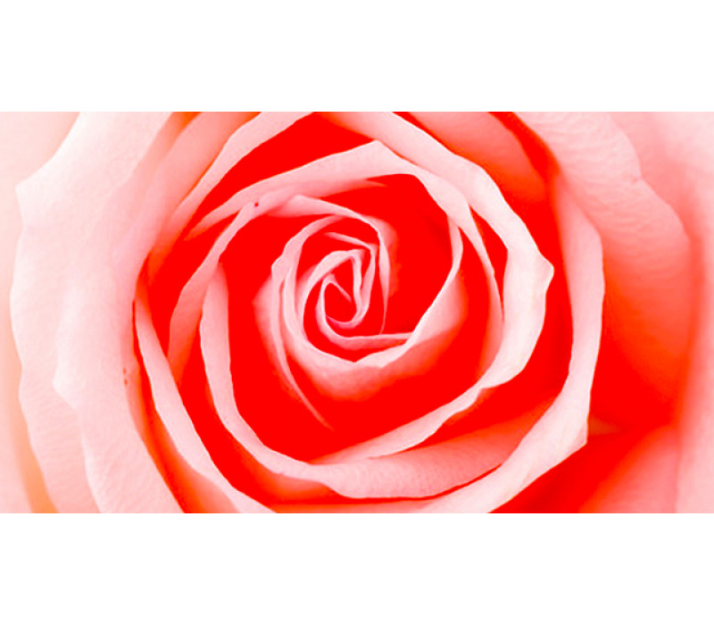 View All Fragrances