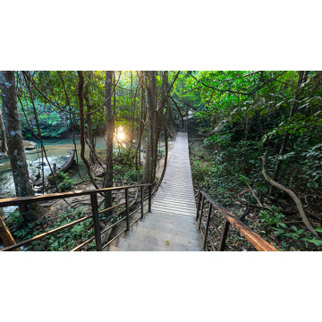 Rainforest