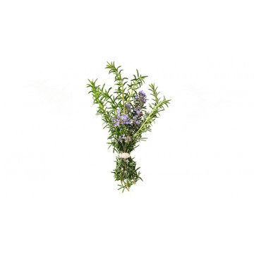 Rosemary
