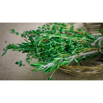 Rosemary & Thyme