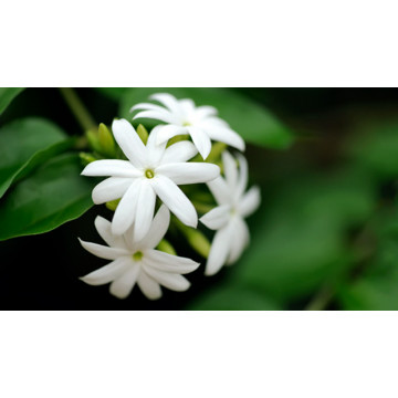 Sampaguita