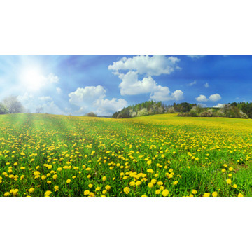 Spring
