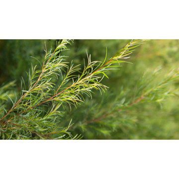 Tea Tree
