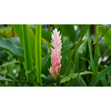 Verbena Ginger