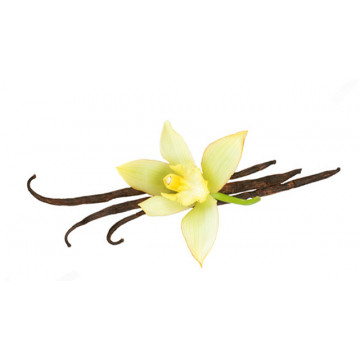 Vanilla