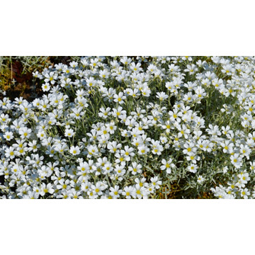White Flower