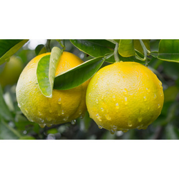 Yuzu
