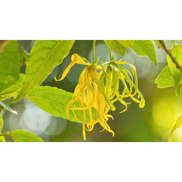 Ylang Ylang