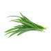 _Pandan_