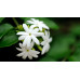 _Sampaguita_