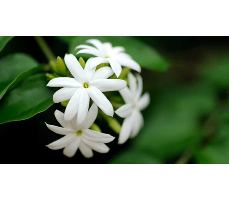 _Sampaguita_