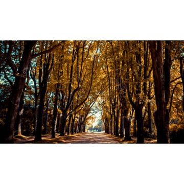 Autumn Autumn