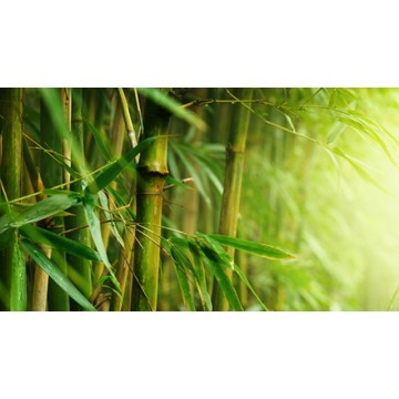 Bamboo Bamboo