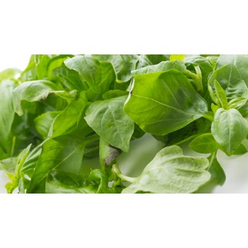 Basil Basil