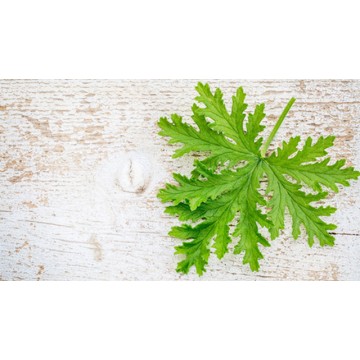 Citronella Citronella