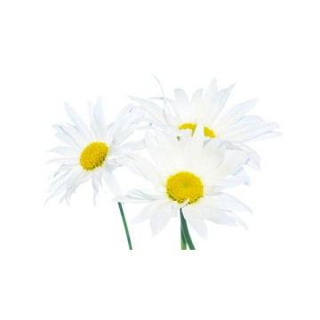 Chamomile Chamomile