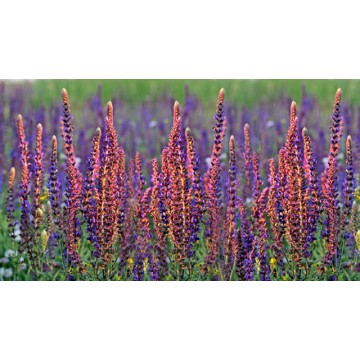 Clary Sage Clary Sage