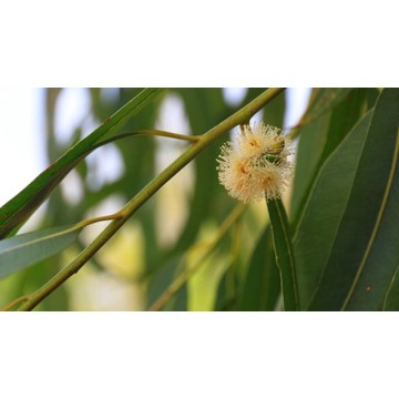 Eucalyptus Eucalyptus