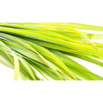 Lemongrass