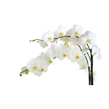 Orchid
