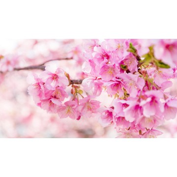 Pink Love (Sakura)