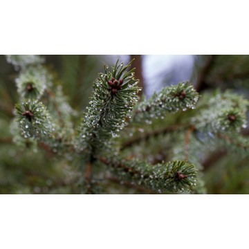 Pine