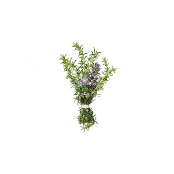 Rosemary