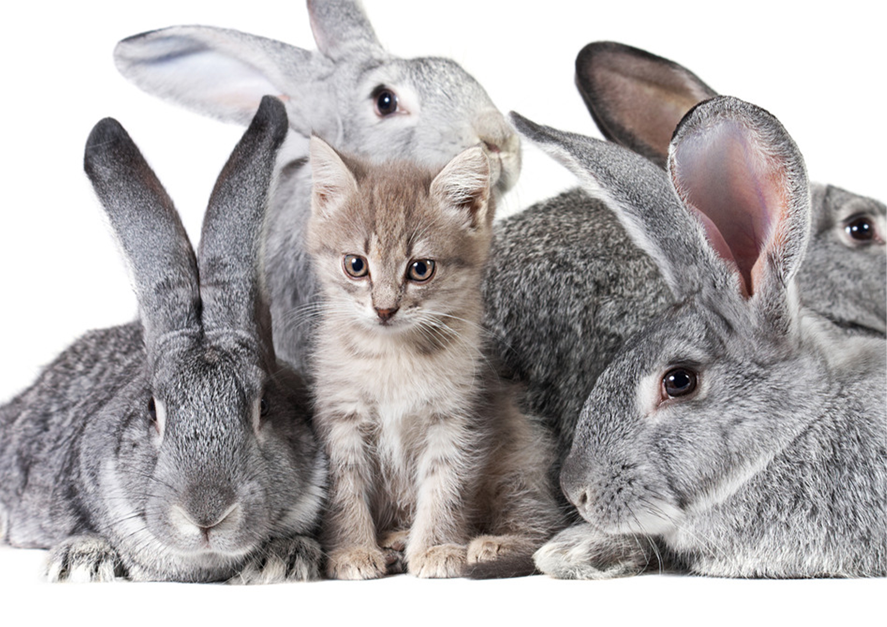againstAnimalTesting