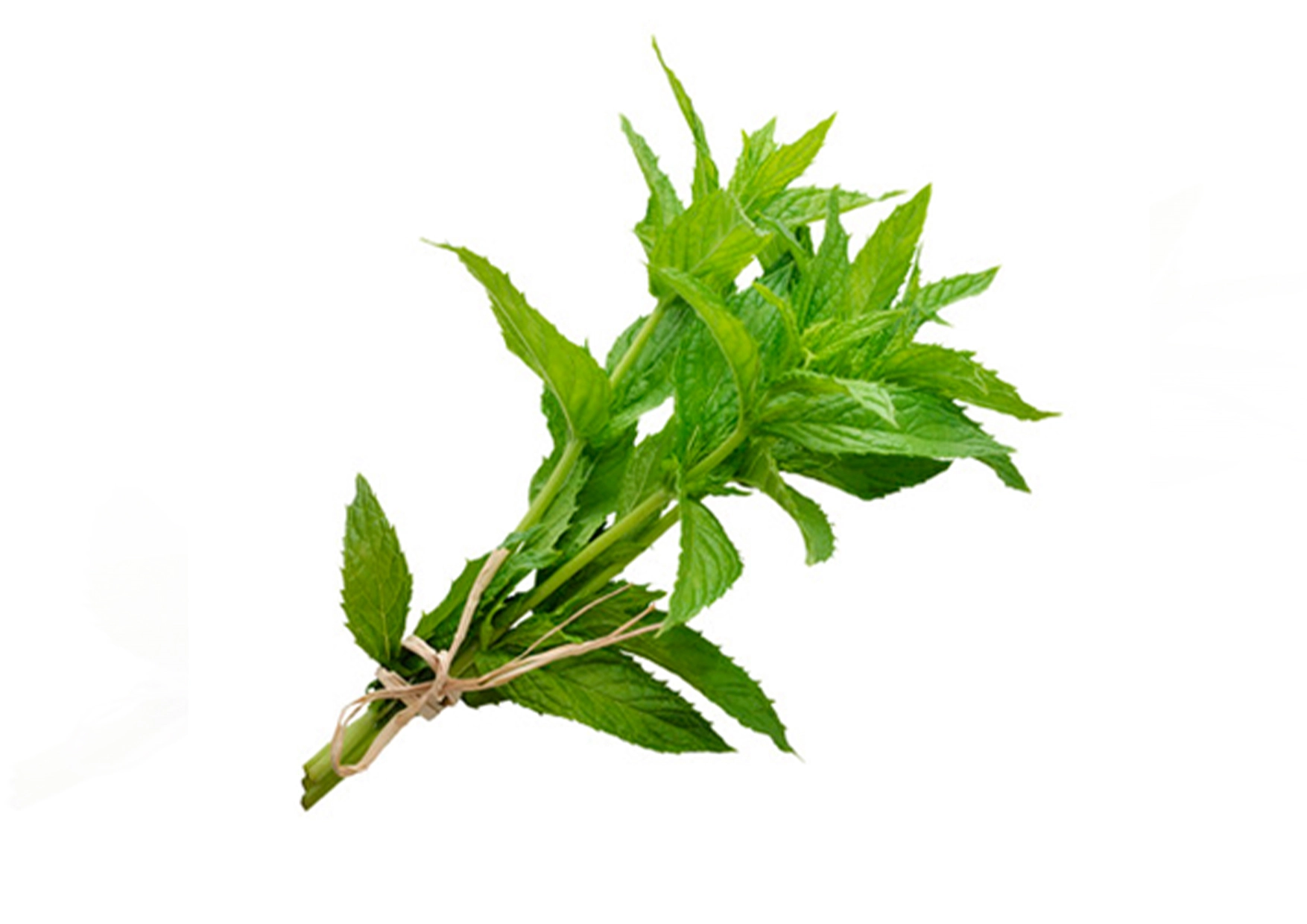 Pure™ Aromatherapy Handmade Soap Peppermint Fragrance / Scent